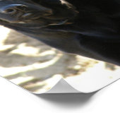 Black Labrador Retriever Dog Poster (Ecke)