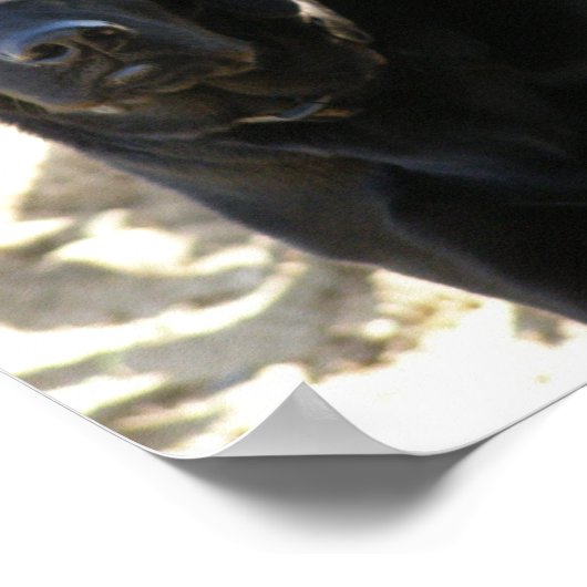 Black Labrador Retriever Dog Poster (Ecke)