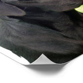 Black Labrador Retriever Doster Poster Print (Ecke)