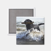 Black Labrador Retriever durch Surfen, Magnet (Vorderseite/Rückseite)