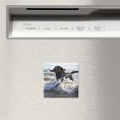 Black Labrador Retriever durch Surfen, Magnet (In Situ (Geschirrspüler))