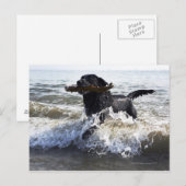 Black Labrador Retriever durch Surfen Postkarte (Vorne/Hinten)