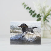 Black Labrador Retriever durch Surfen Postkarte (Stehend Vorderseite)