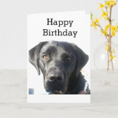 Black Labrador Retriever Happy Birthday Karte (Gelbe Blume)