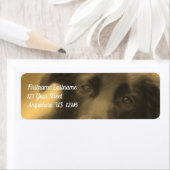 Black Labrador Retriever Hundeadresse (Insitu)