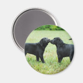 Black Labrador Retriever Magnet (Vorderseite/Rückseite)
