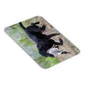 Black Labrador Retriever mit Entenmagnet Magnet (Rechte Seite)