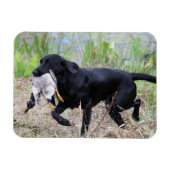 Black Labrador Retriever mit Entenmagnet Magnet (Horizontal)
