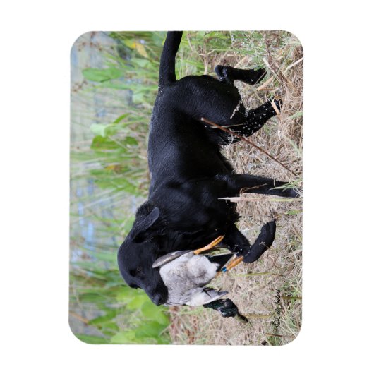 Black Labrador Retriever mit Entenmagnet Magnet (Vertikal)
