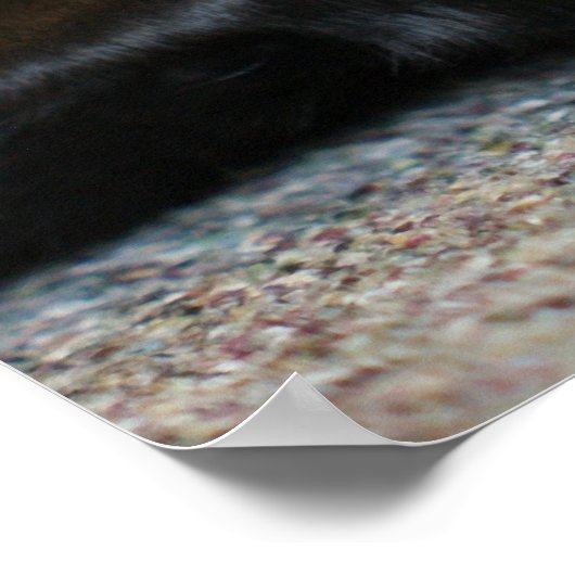 Black Labrador Retriever Poster (Ecke)