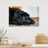 Black Labrador Retriever Poster (Küche)