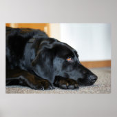Black Labrador Retriever Poster (Vorne)