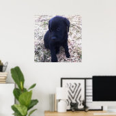 Black Labrador Retriever Poster (Heimbüro)