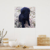 Black Labrador Retriever Poster (Küche)