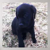 Black Labrador Retriever Poster (Vorne)