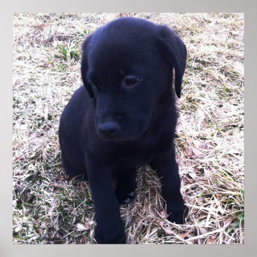 Black Labrador Retriever Poster (Vorne)