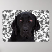 Black Labrador Retriever Poster (Vorne)
