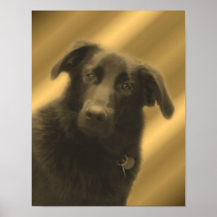 Black Labrador Retriever Poster