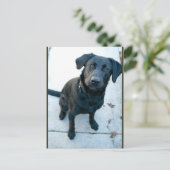 Black Labrador Retriever Postkarte (Stehend Vorderseite)