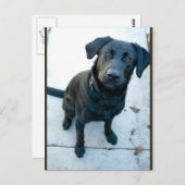 Black Labrador Retriever Postkarte (Vorne/Hinten)