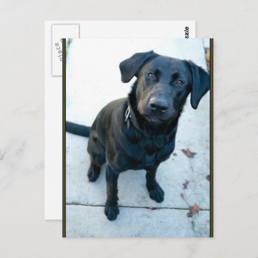 Black Labrador Retriever Postkarte (Vorne/Hinten)