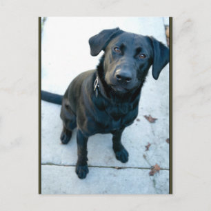Black Labrador Retriever Postkarte