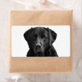 Black Labrador Retriever Puppy Dog (Insitu)