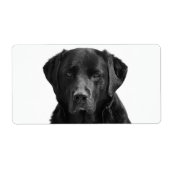 Black Labrador Retriever Puppy Dog (Vorne)