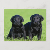 Black Labrador Retriever Puppy Doppy Postcard Postkarte (Vorderseite)