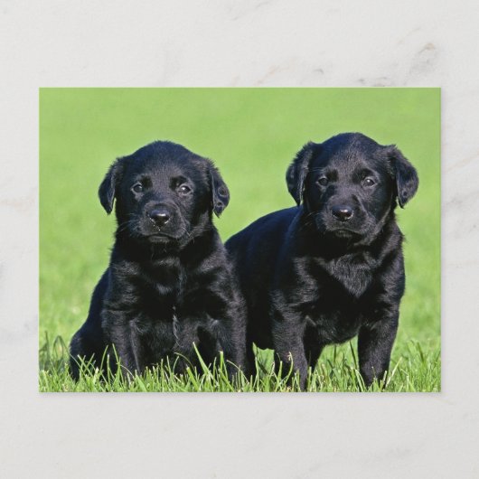 Black Labrador Retriever Puppy Doppy Postcard Postkarte (Vorderseite)