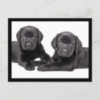 Black Labrador Retriever Puppy Doppy Postcard