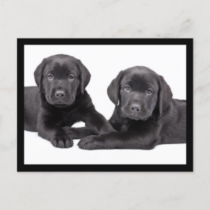 Black Labrador Retriever Puppy Doppy Postcard Postkarte
