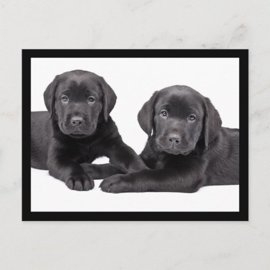 Black Labrador Retriever Puppy Doppy Postcard Postkarte (Vorderseite)
