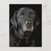 Black Labrador Retriever Puppy Doppy Postcard Postkarte (Vorderseite)