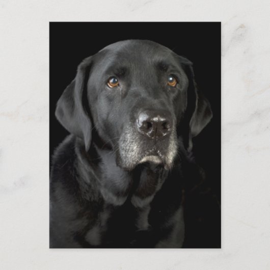Black Labrador Retriever Puppy Doppy Postcard Postkarte (Vorderseite)