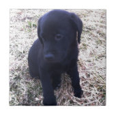 Black Labrador Retriever Puppy Fliese (Vorderseite)