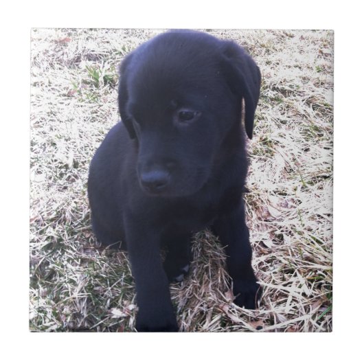 Black Labrador Retriever Puppy Fliese (Vorderseite)