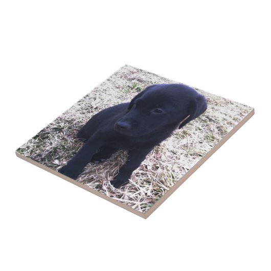 Black Labrador Retriever Puppy Fliese (Seite)