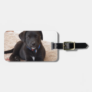 Black Labrador Retriever Puppy Gepäckanhänger