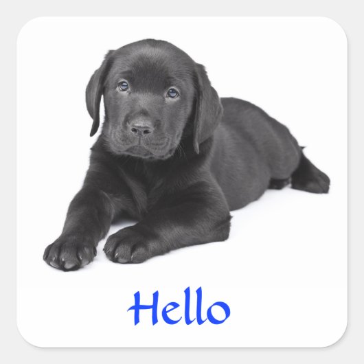 Black Labrador Retriever Puppy Hello Sticker (Vorderseite)