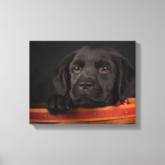 Black Labrador Retriever Puppy in Basketball Leinwanddruck (Vorderseite)