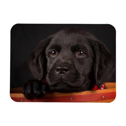 Black Labrador Retriever Puppy in Basketball Magnet (Horizontal)
