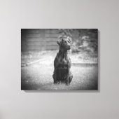 Black Labrador Retriever Puppy Leinwanddruck (Vorderseite)