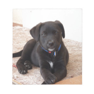 Black Labrador Retriever Puppy Notizblock