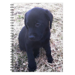 Black Labrador Retriever Puppy Notizblock