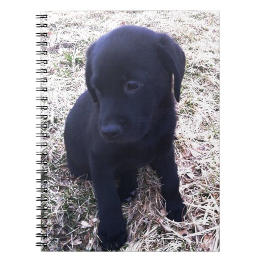 Black Labrador Retriever Puppy Notizblock (Vorderseite)