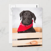 Black Labrador Retriever Puppy Postkarte (Vorne/Hinten)