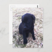 Black Labrador Retriever Puppy Postkarte (Vorne/Hinten)