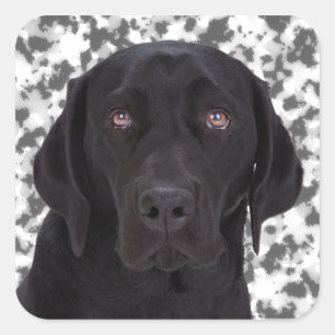 Black Labrador Retriever Quadratischer Aufkleber