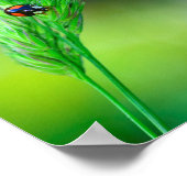 Black Ladybird Poster (Ecke)